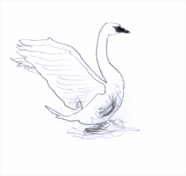 animation_swan